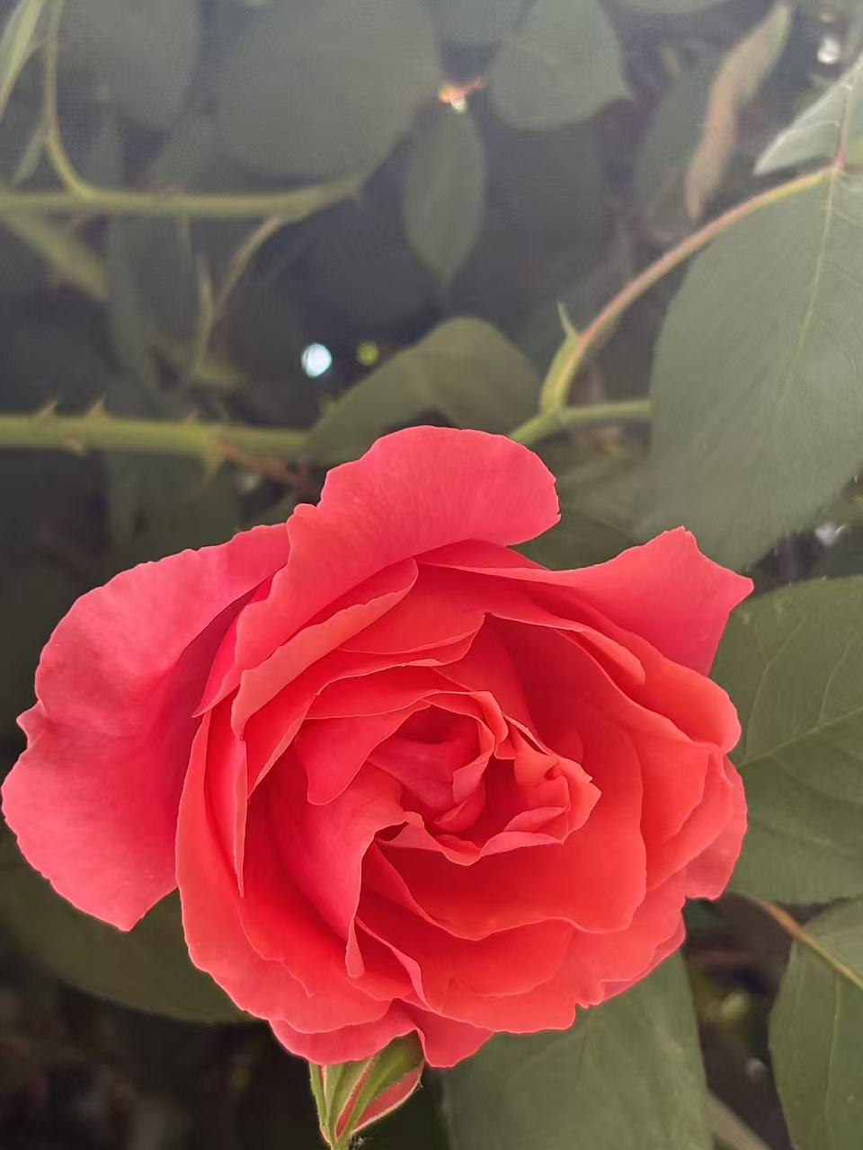 花05.jpg 花05.jpg