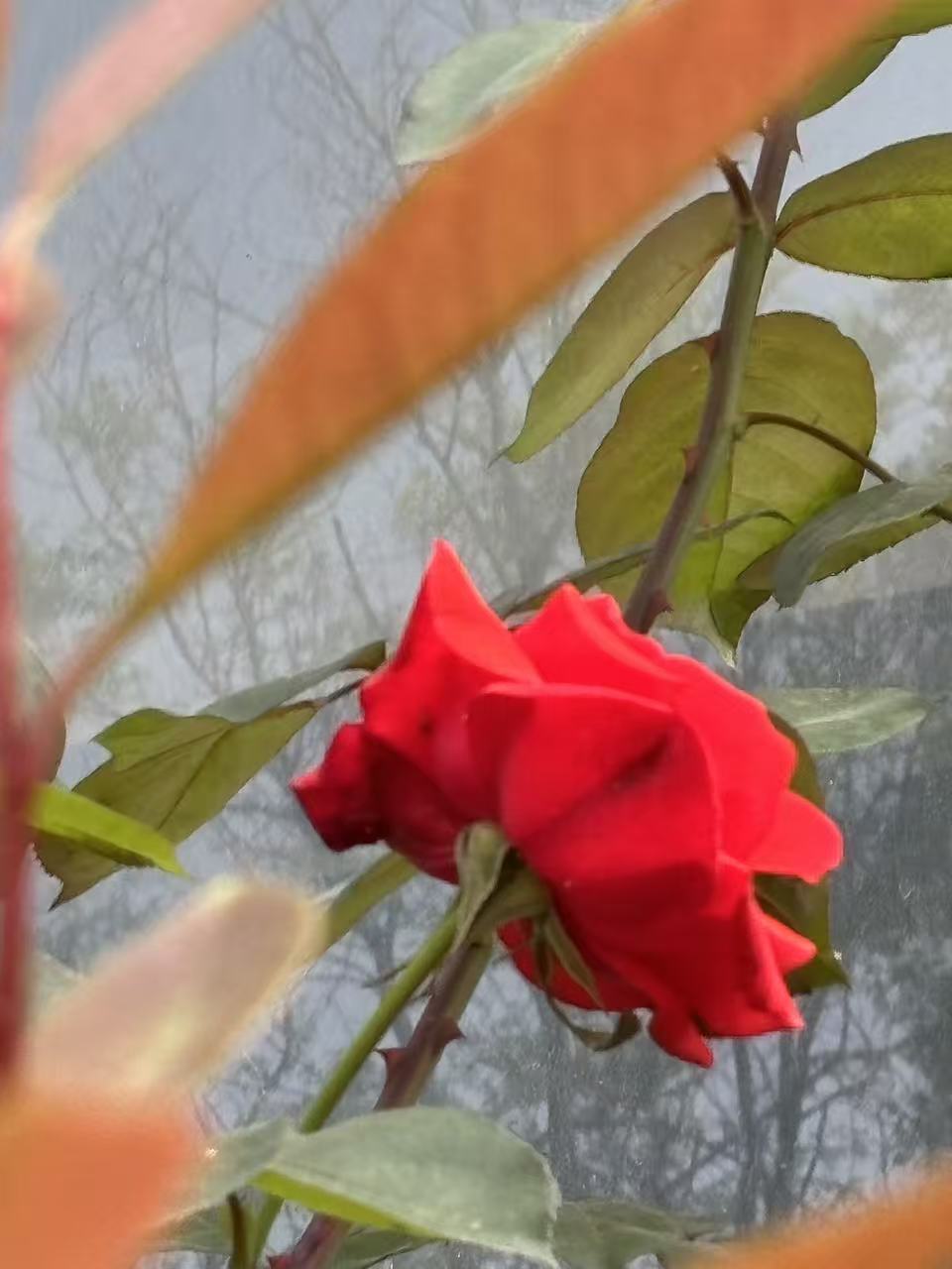 花04.jpg 花04.jpg