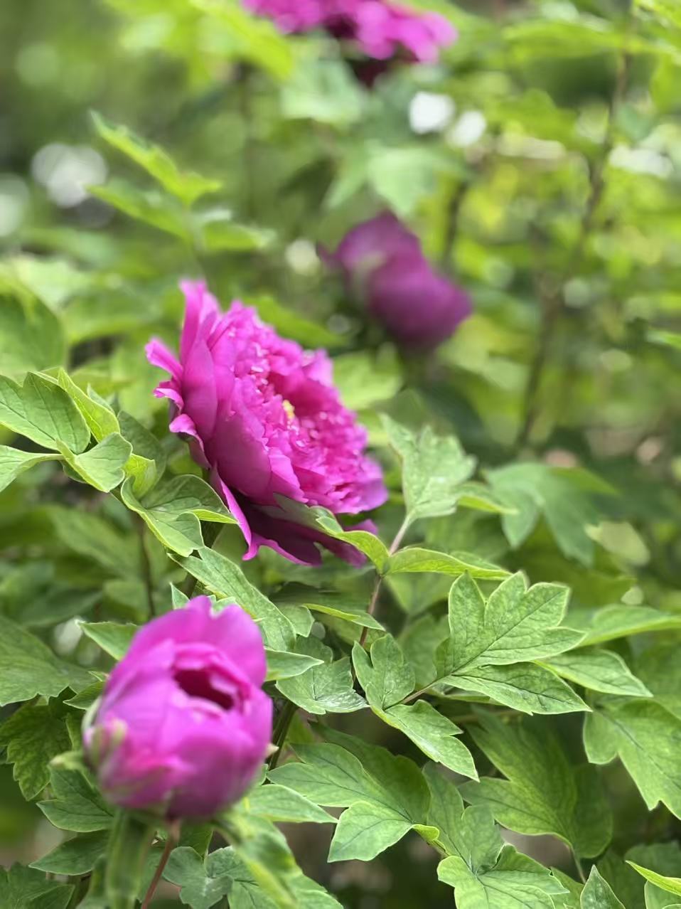 花03.jpg 花03.jpg