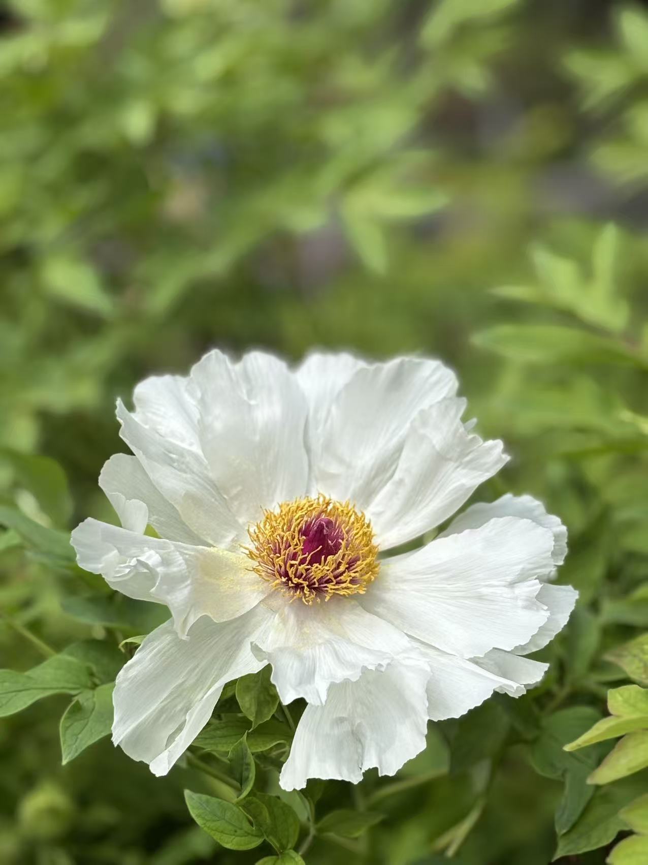 花01.jpg 花01.jpg